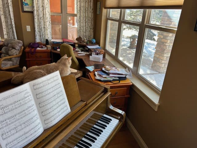 Cat on piano